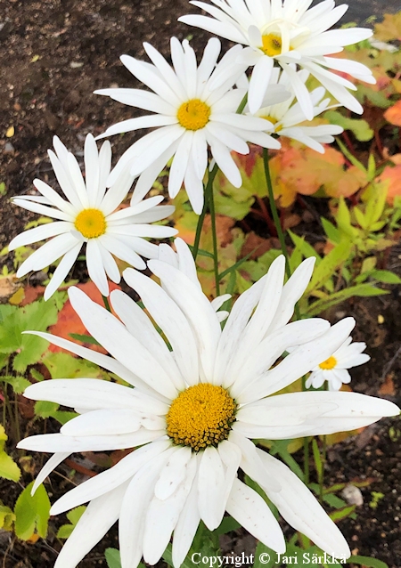  Leucanthemum x superbum Alaska